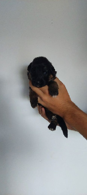 CHIOT