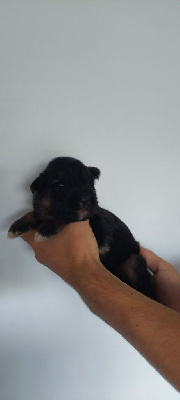 CHIOT