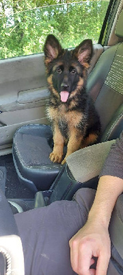 CHIOT