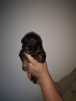 CHIOT