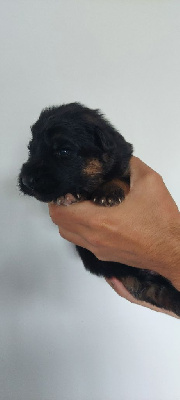 CHIOT