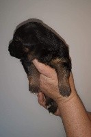 CHIOT