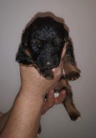 CHIOT