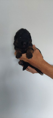 CHIOT
