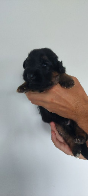CHIOT