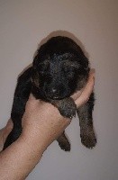 CHIOT