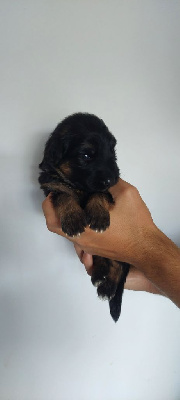 CHIOT