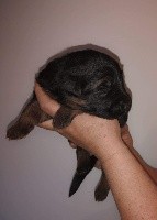 CHIOT