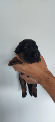 CHIOT