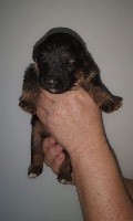 CHIOT