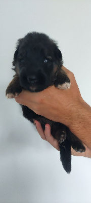 CHIOT